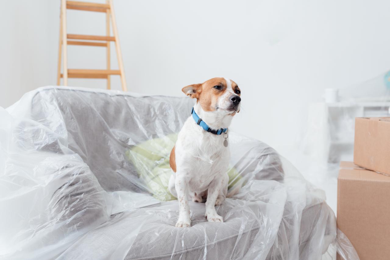 how to care pets during home remodeling