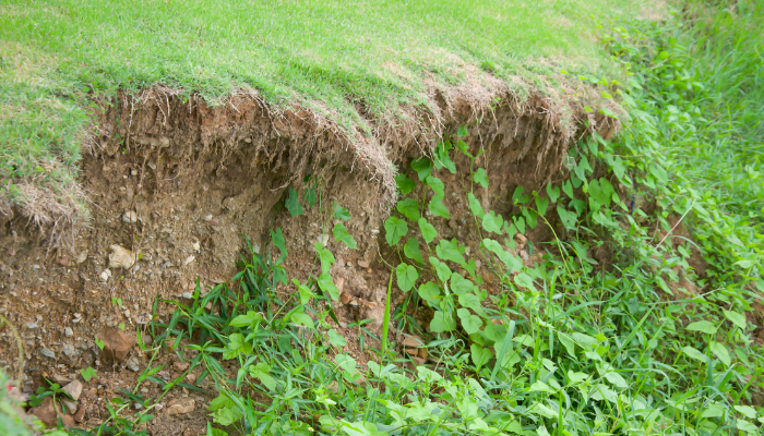 landscaping prevent soil erosion